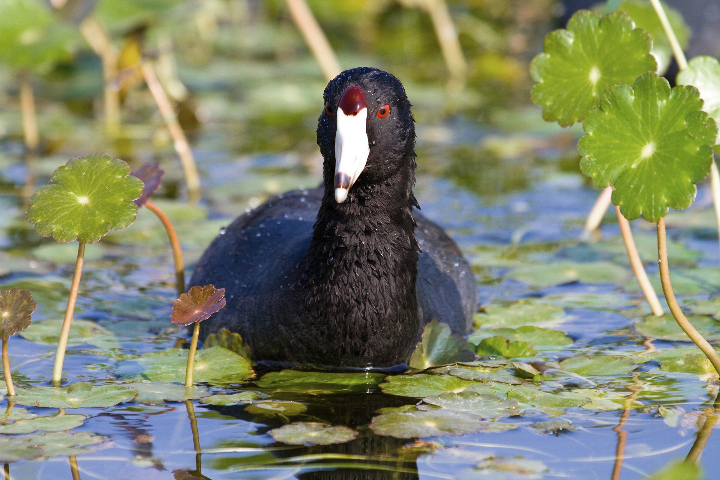 American Coot Audubon Field Guide